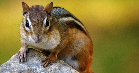 A Chipmunk!