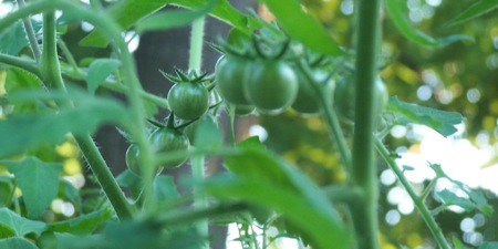 Our Tomatoes