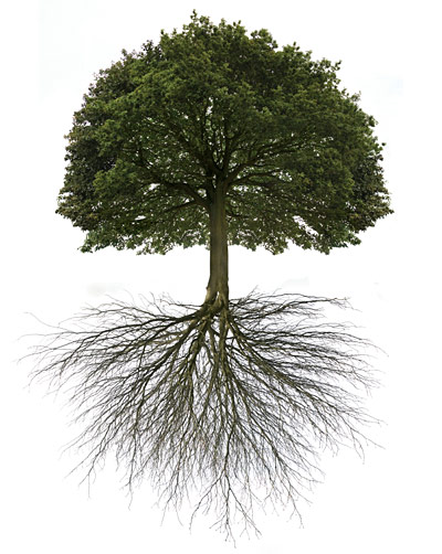 clipart tree with roots and fruit - photo #46